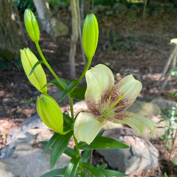 Meet your Posher, Celia - Picture 1 of 1